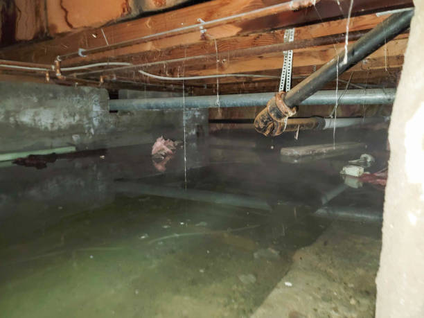Best Flooded house restoration  in Arcadia, WI